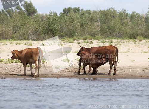 Image of Cows at a riverbank