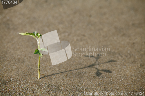 Image of Sprout in the sand