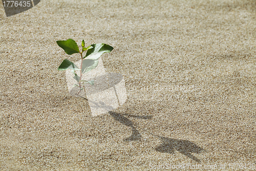 Image of Sprout in the sand