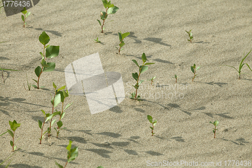 Image of Sprouts in the sand