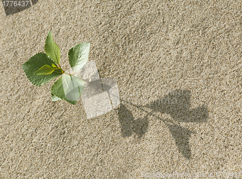 Image of Sprout in the sand