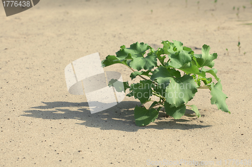 Image of Plant in the sand