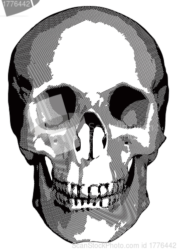 Image of Monochrome graphics - human skull