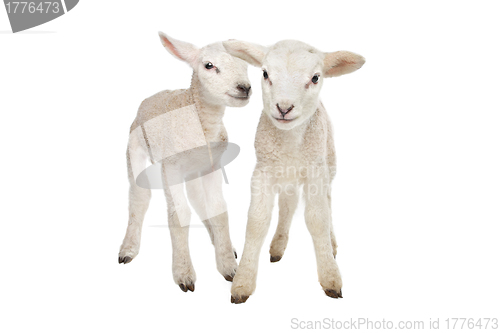 Image of Two little lambs