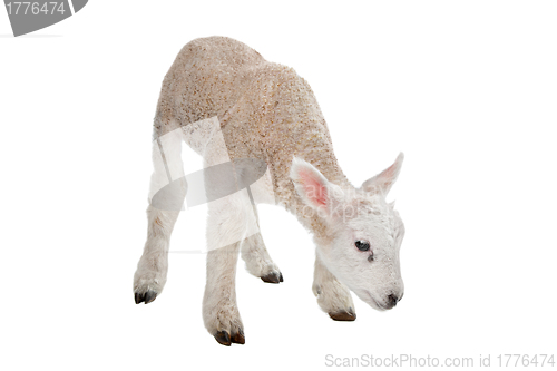 Image of Lamb