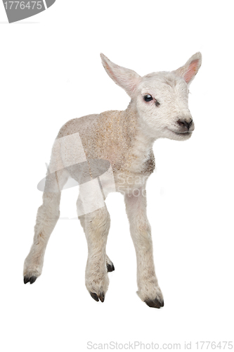 Image of Lamb