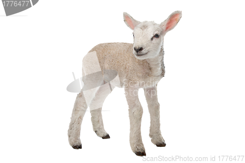 Image of Lamb