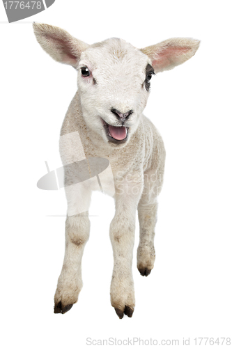 Image of Lamb