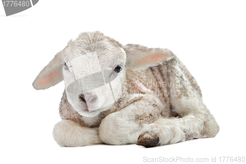 Image of one day old Lamb