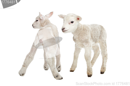 Image of Two little lambs