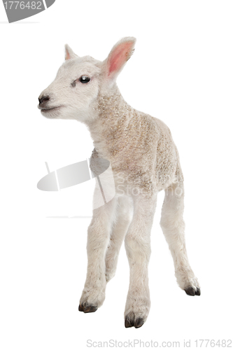 Image of Lamb