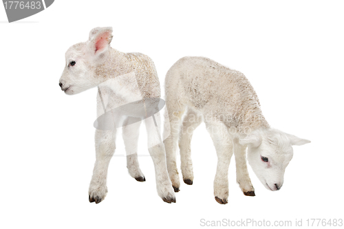 Image of Two little lambs