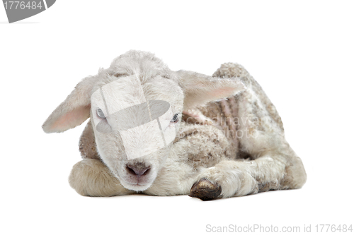 Image of one day old Lamb