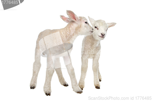 Image of Two little lambs