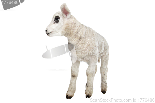 Image of Lamb