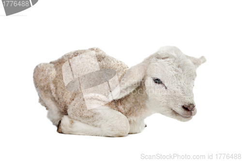 Image of one day old Lamb