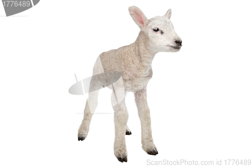 Image of Lamb