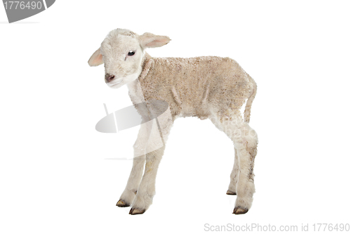 Image of one day old Lamb