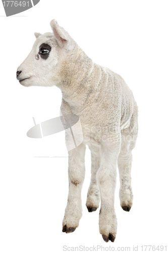 Image of Lamb