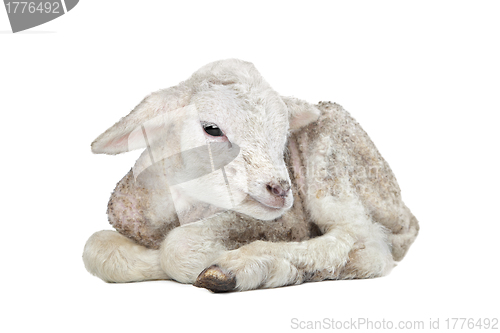 Image of one day old Lamb