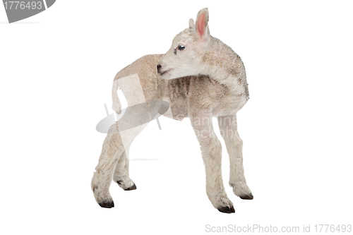 Image of Lamb