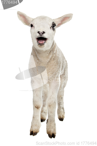 Image of Lamb