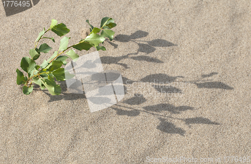 Image of Sprout in the sand