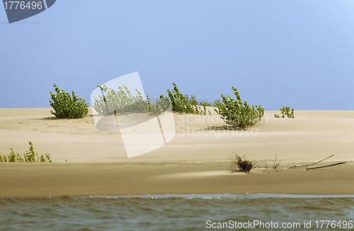 Image of Sprout in the sand