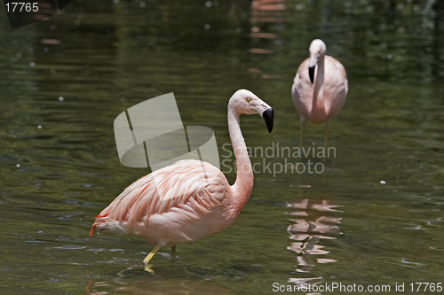 Image of Flamingo