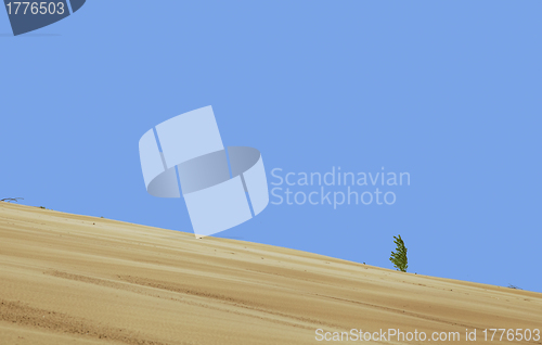 Image of Lonely plant in the desert