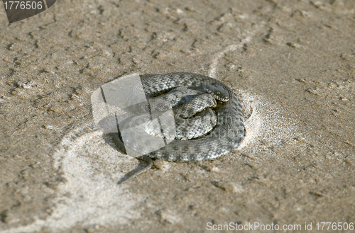 Image of Viper on sand