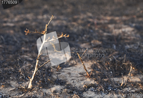 Image of After the forest fire