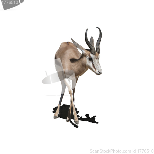 Image of Antelope Baby