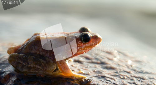 Image of brown frog