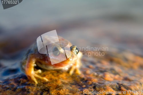 Image of brown frog