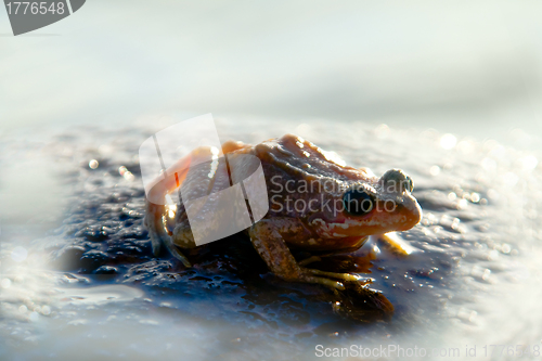 Image of brown frog