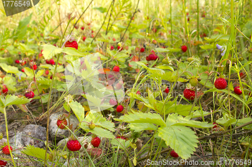 Image of wild strawberry thickets