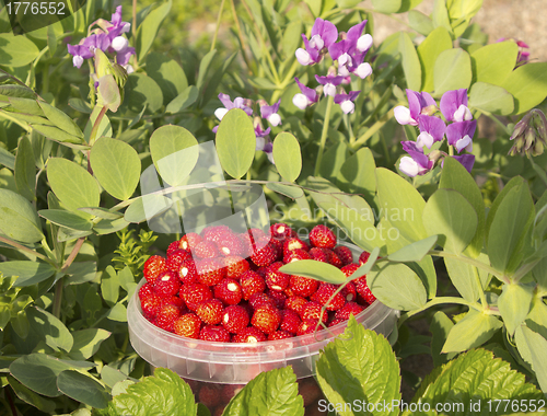 Image of collected berry