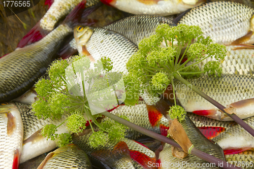 Image of Baltic rudd
