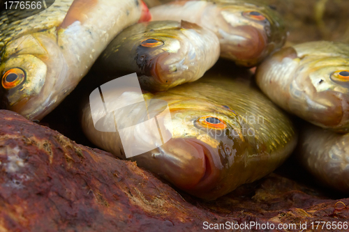 Image of Baltic rudd
