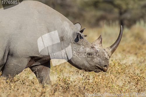 Image of Black rhinoceros in Etosha National Park, Namibia