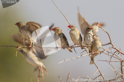 Image of Red-billed quelea in Etosha National Park, Namibia