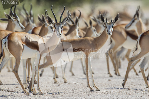 Image of Springbuck in Etosha National Park, Namibia