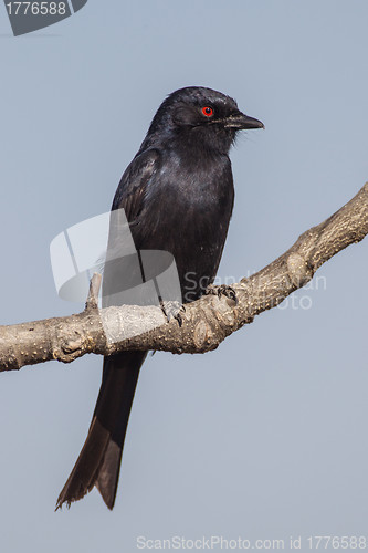 Image of Fork-tailed drongo in Etosha National Park, Namibia