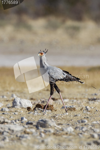 Image of Secretary bird in Etosha National Park, Namibia