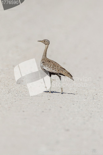 Image of Black korhaan in Etosha National Park, Namibia