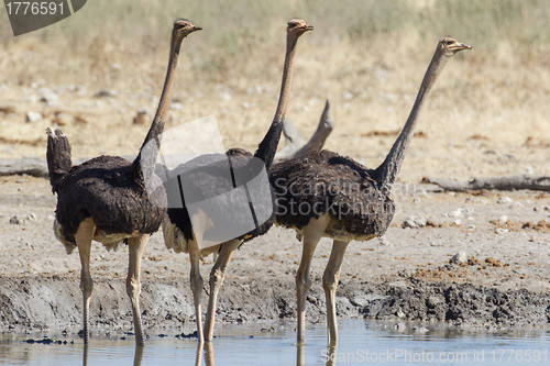 Image of Drinking Ostrich in Etosha National Park, Namibia