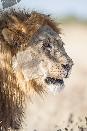 Image of Male Lion in Etosha National Park, Namibia