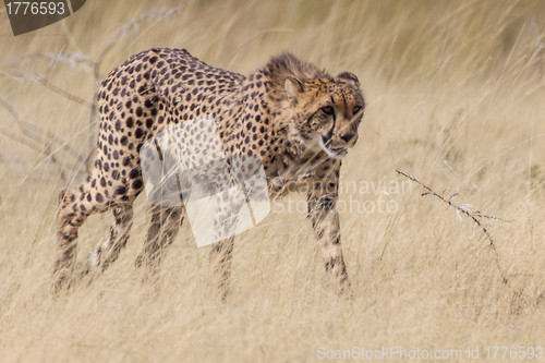 Image of Cheetah in Etosha National Park, Namibia