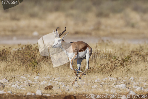 Image of Springbuck in Etosha National Park, Namibia